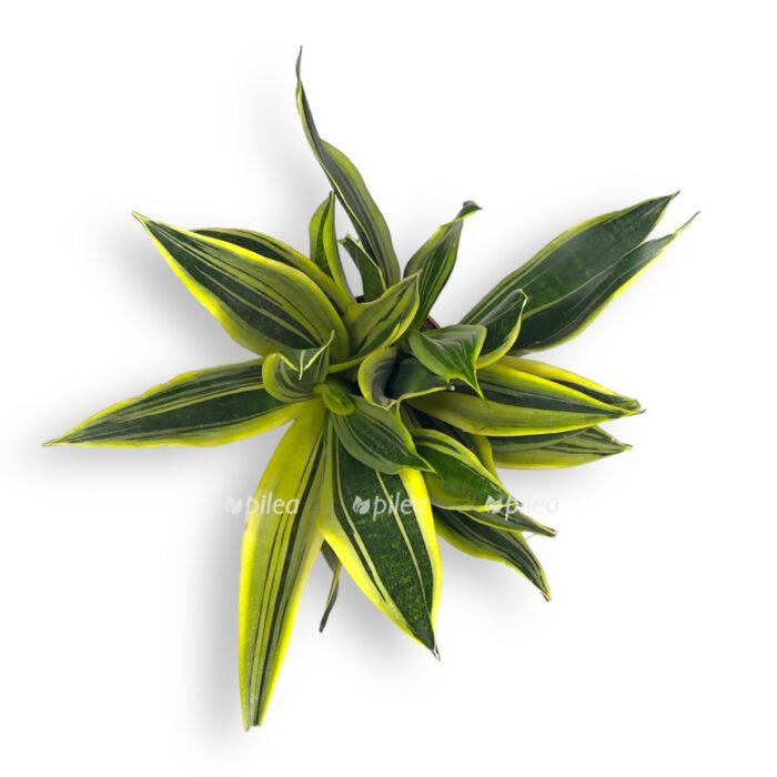 sansevieriya kanari e1707404016234