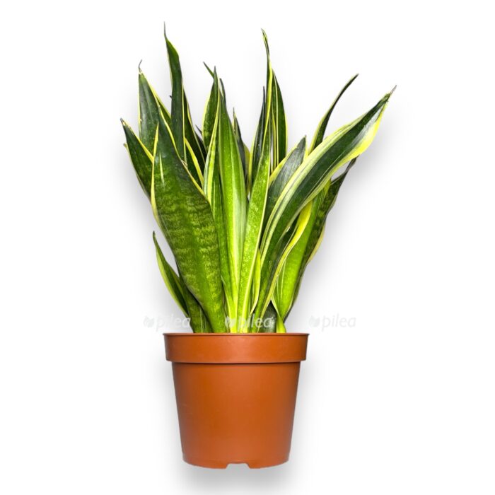 Сансевиерия Канари купить