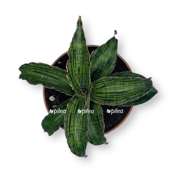 sansevieriya kleopatra e1736449614966