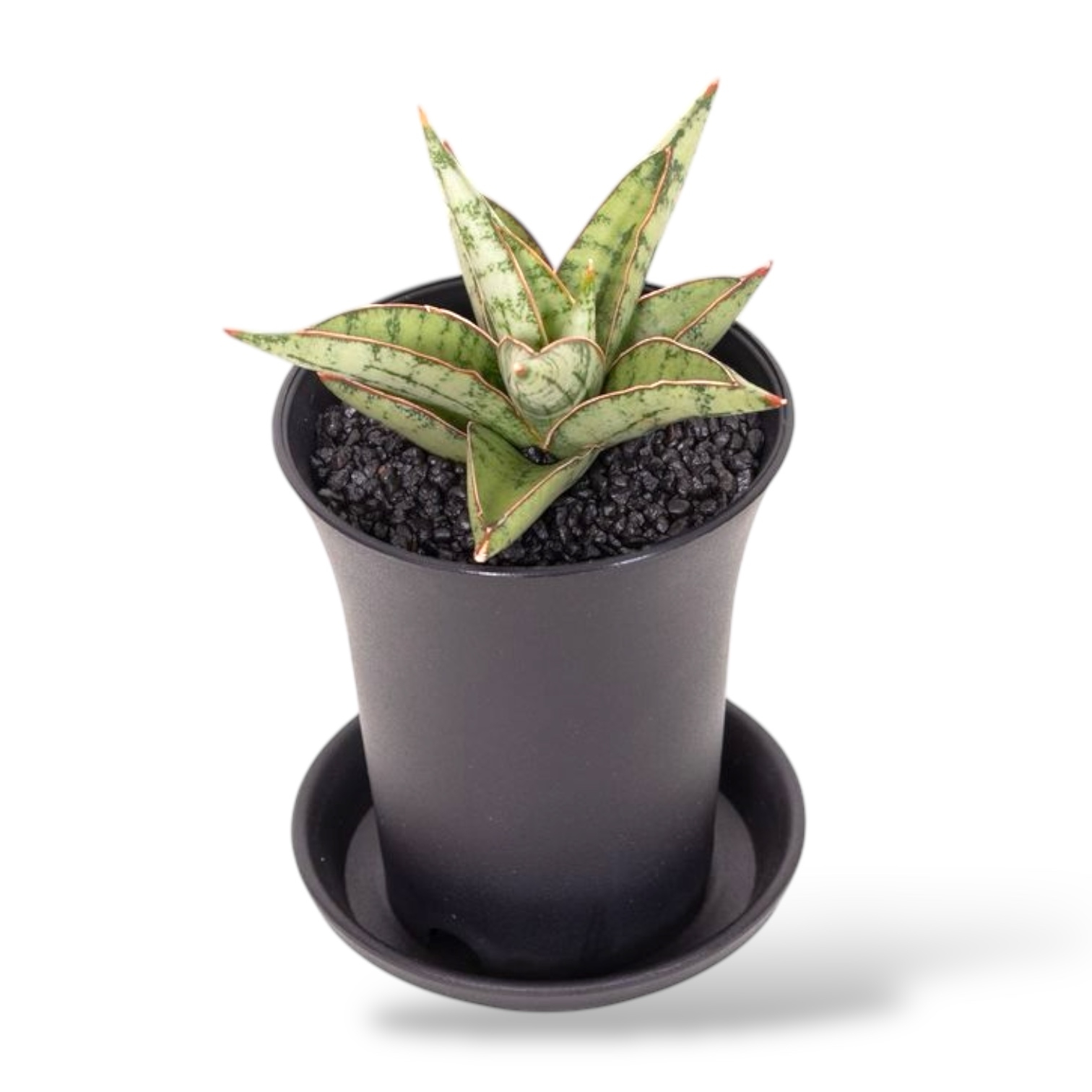 sansevieriya-komet-kanoe.jpeg sansevieriya komet kanoe