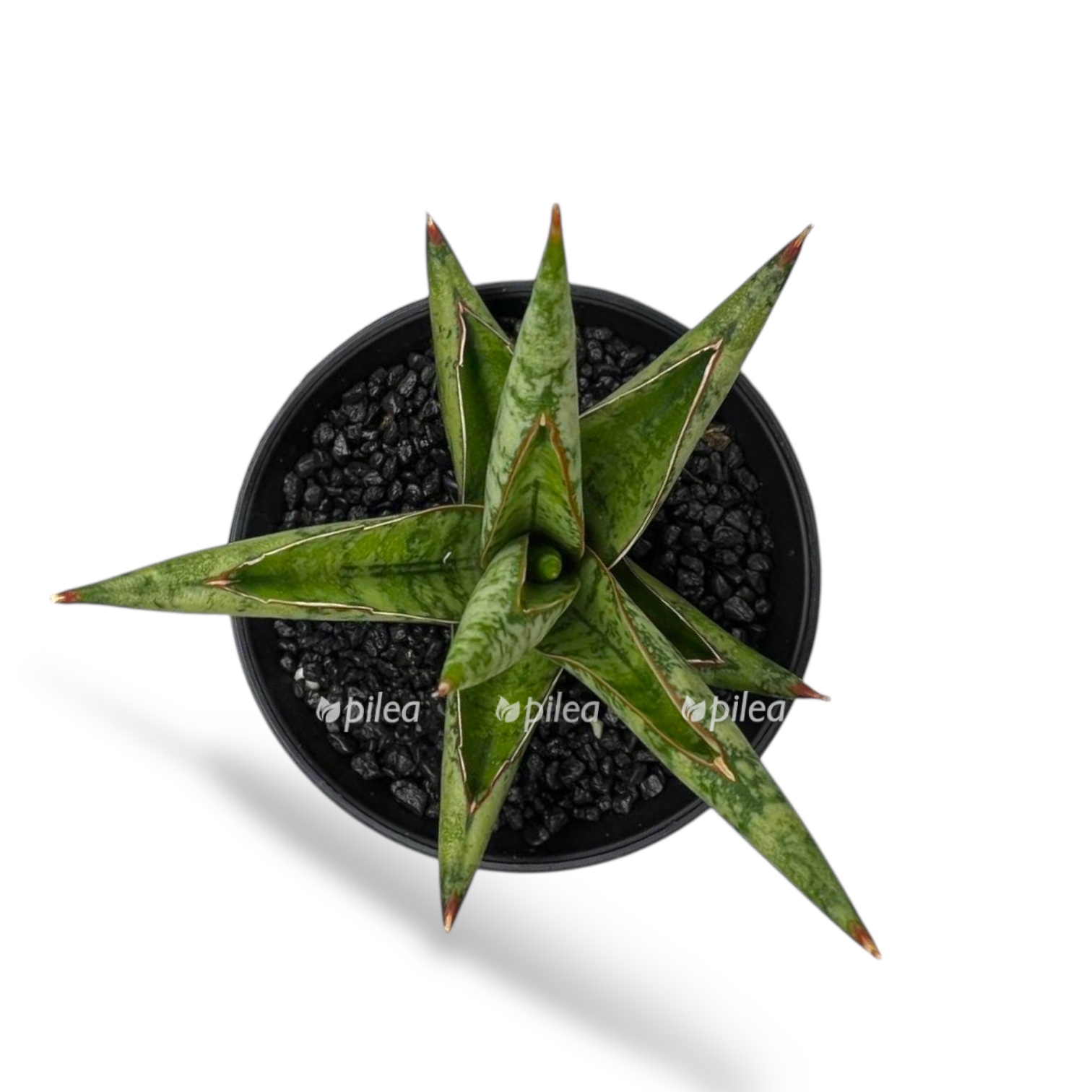 sansevieriya komet kanoe