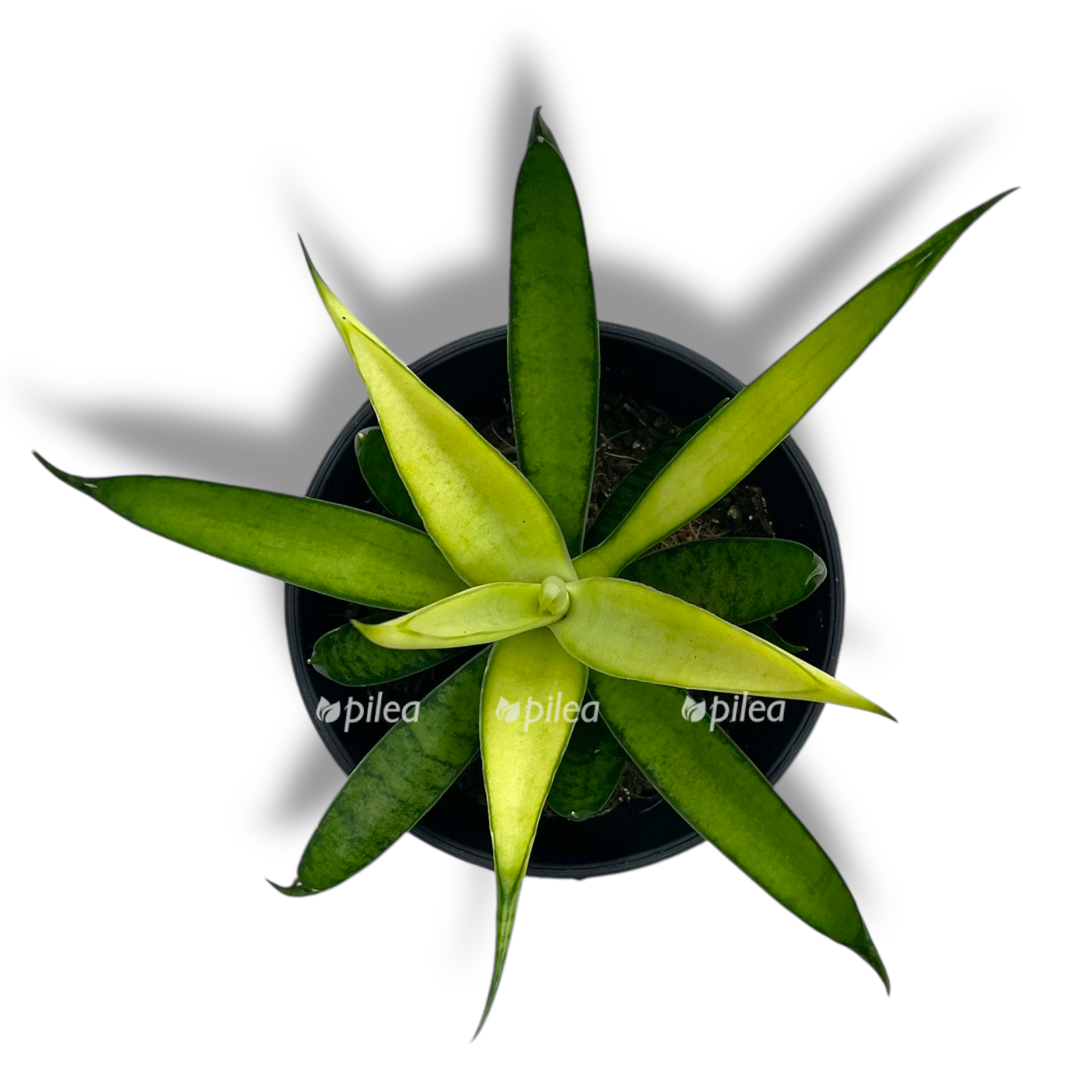 sansevieriya komet krizanta lemon 1