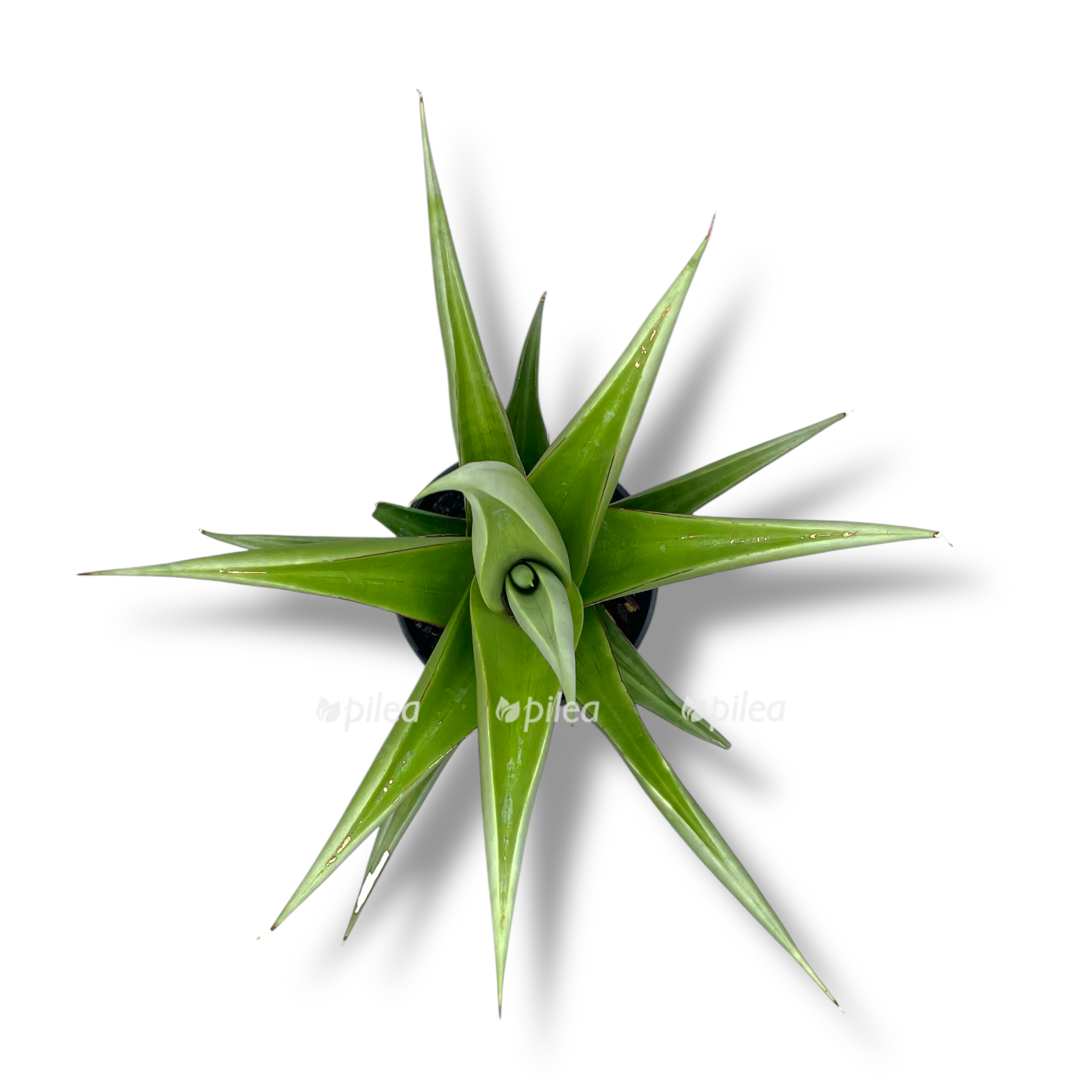 sansevieriya komet piksel grej