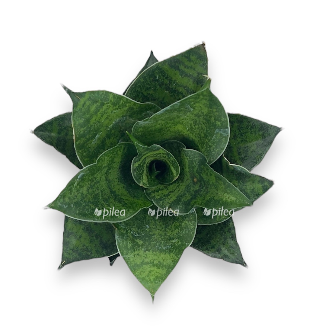 sansevieriya mahanakorn