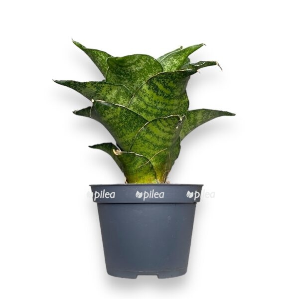 sansevieriya mahanakorn e1742530565424