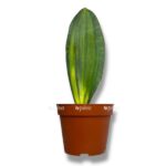 sansevieriya masoniana aurea e1768032666504