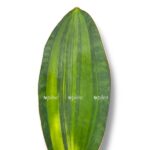 sansevieriya masoniana aurea e1768032674527