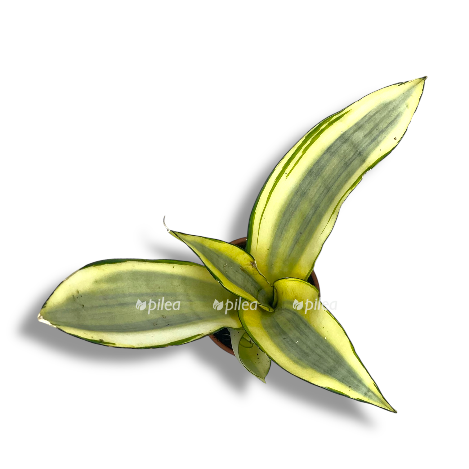 sansevieriya munshajn splesh