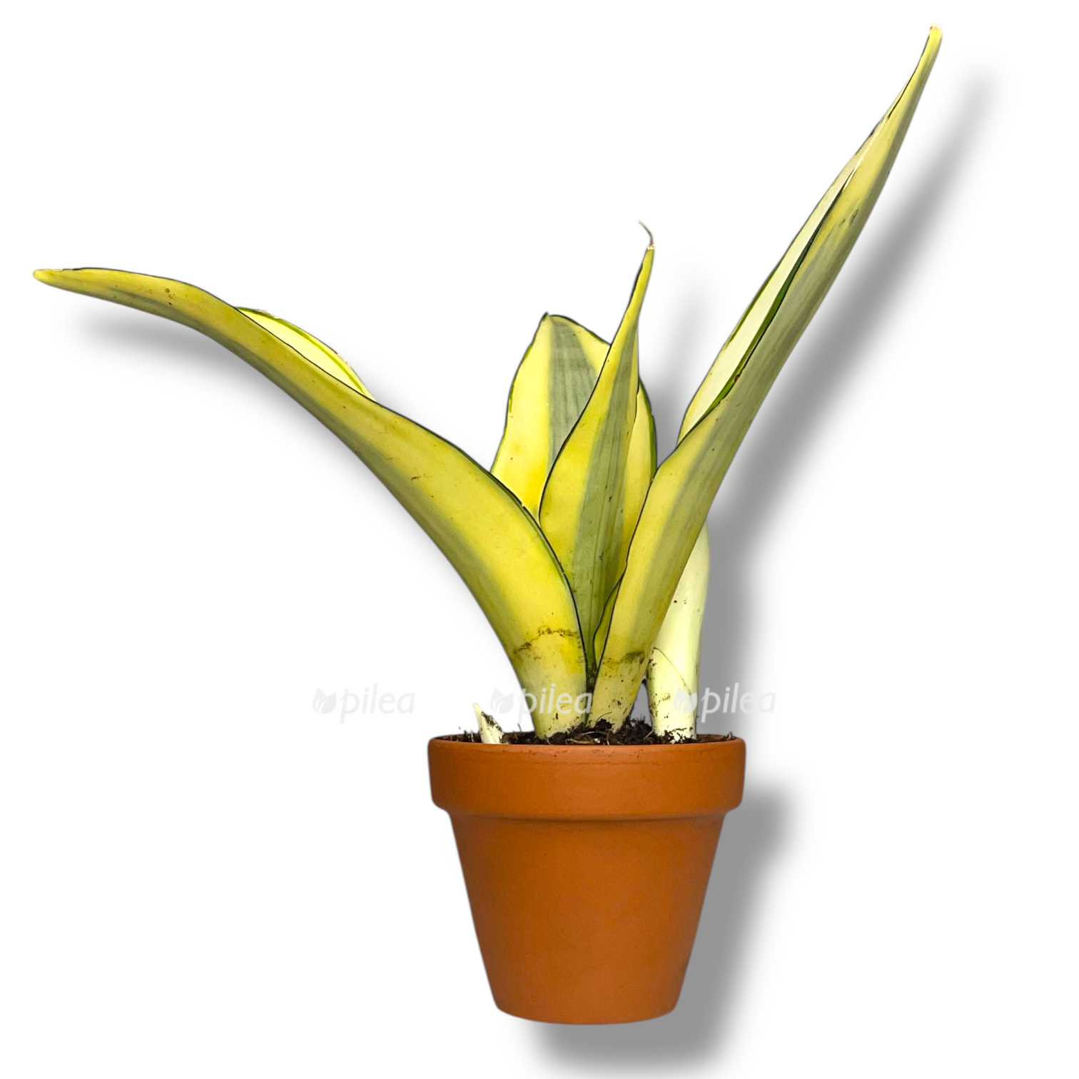 sansevieriya munshajn splesh