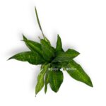 sansevieriya najt lajt