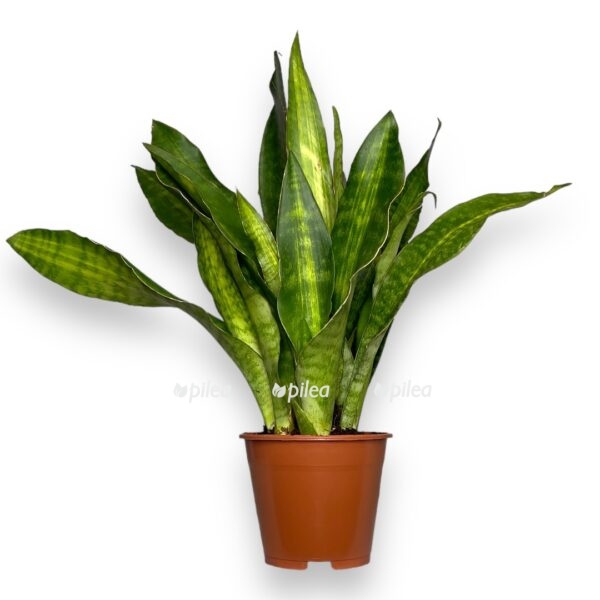 sansevieriya-najt-lajt-e1736432589298.jpg sansevieriya najt lajt e1736432589298