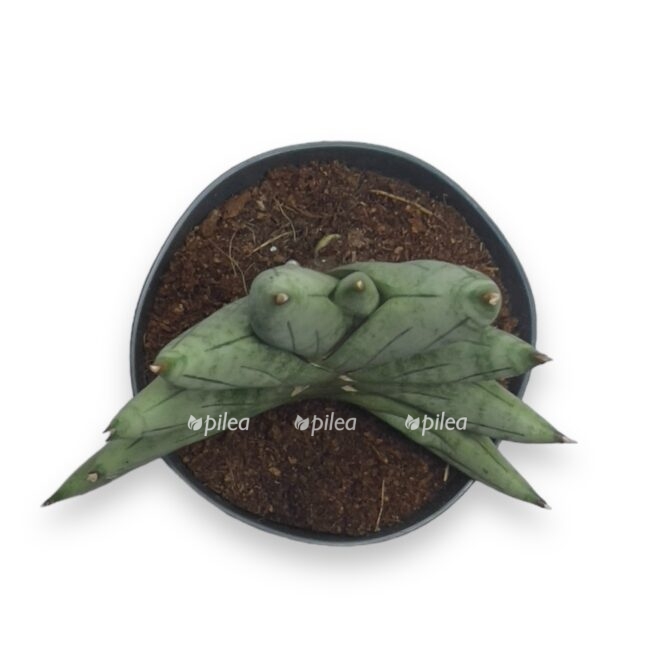 sansevieriya pingvekula3 e1696532967438