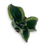sansevieriya silver flejm