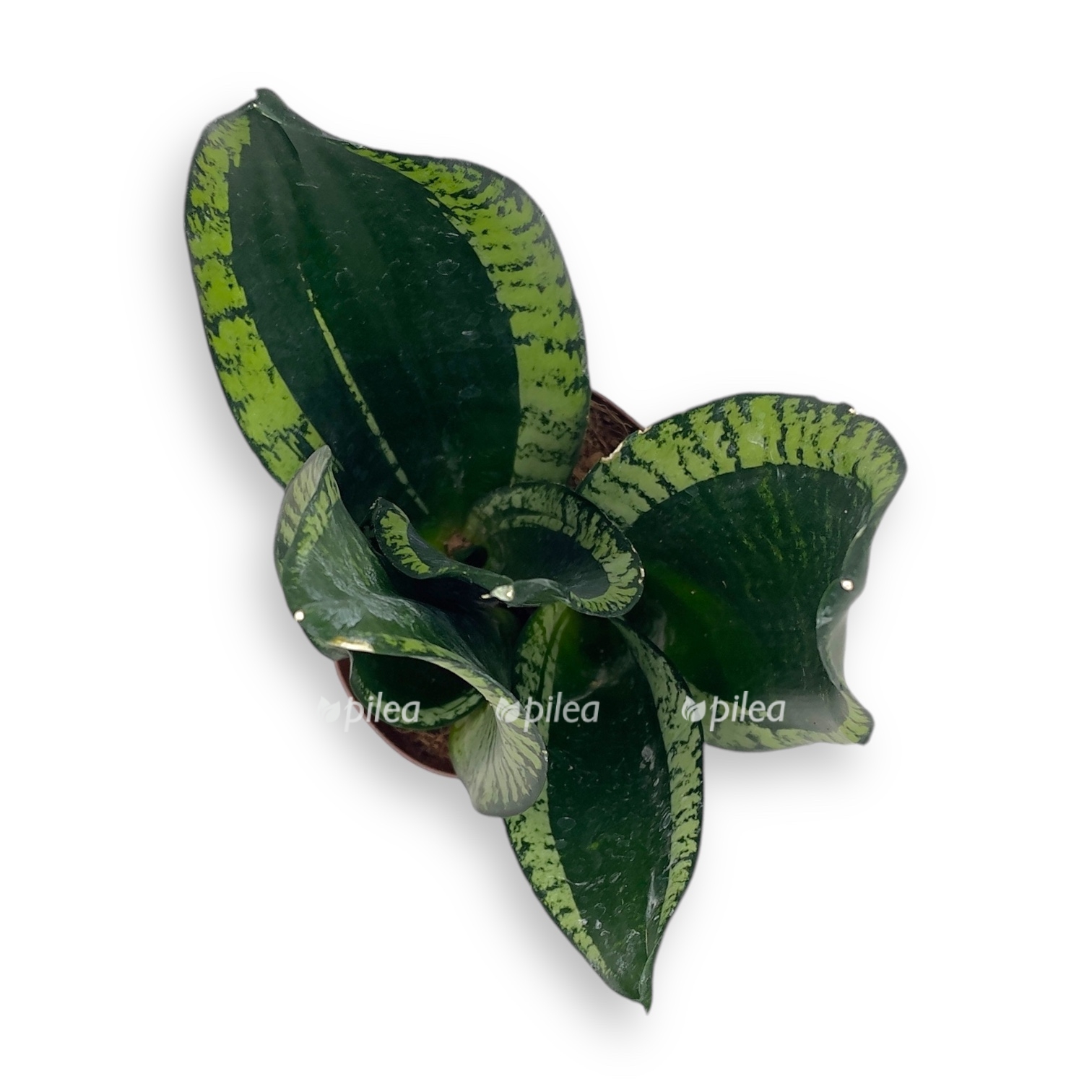 sansevieriya silver flejm