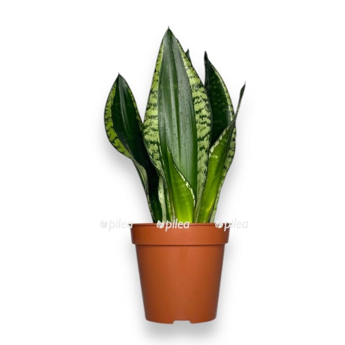 sansevieriya silver flejm e1756016454246