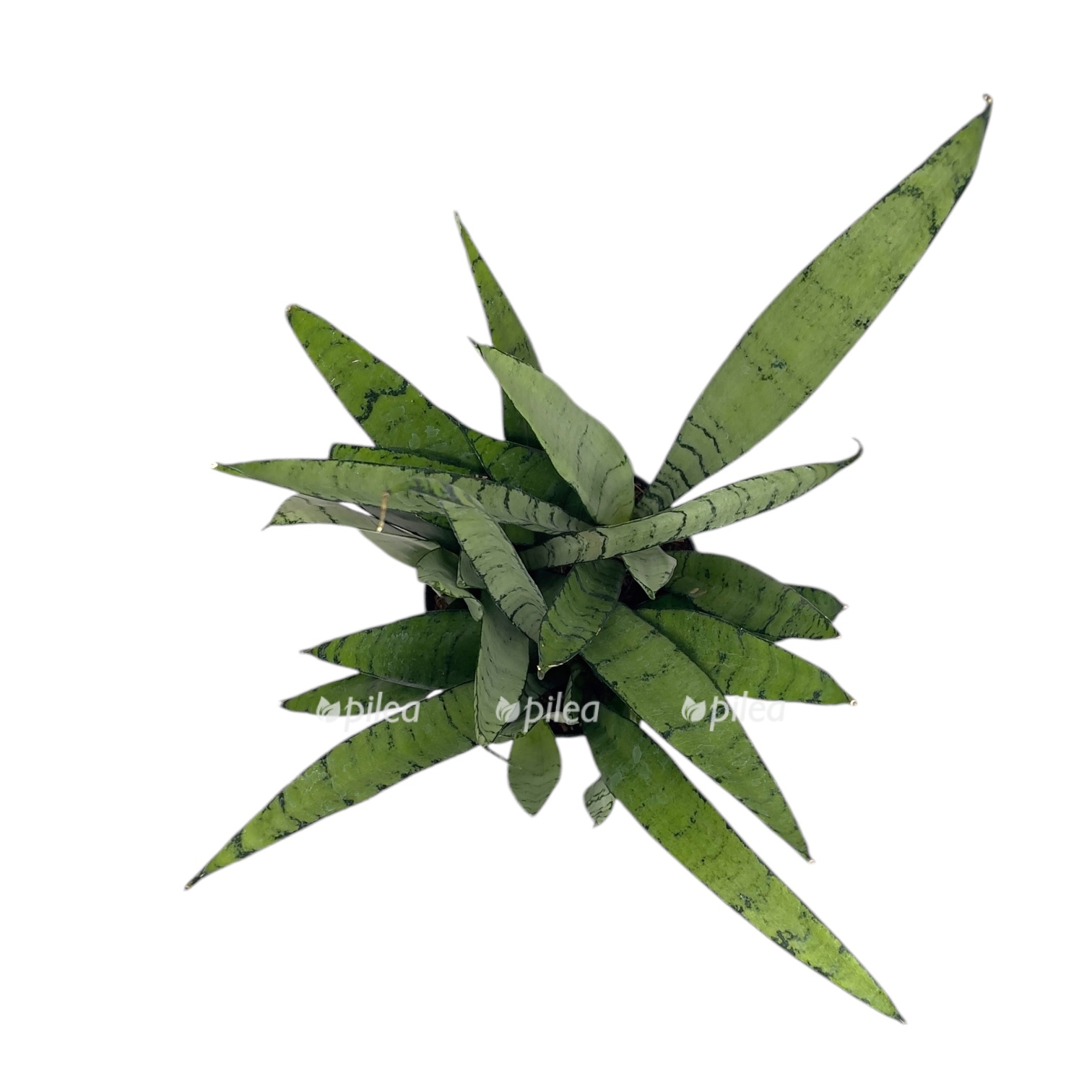 sansevieriya silver princess