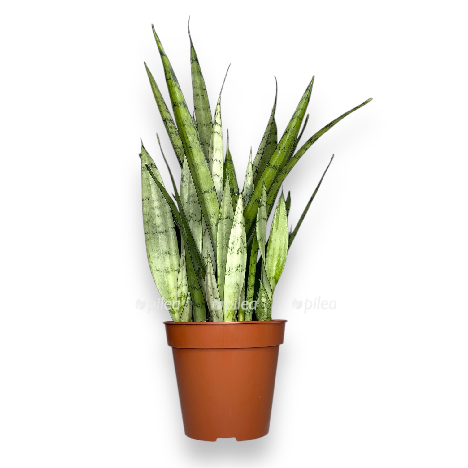 sansevieriya silver princess