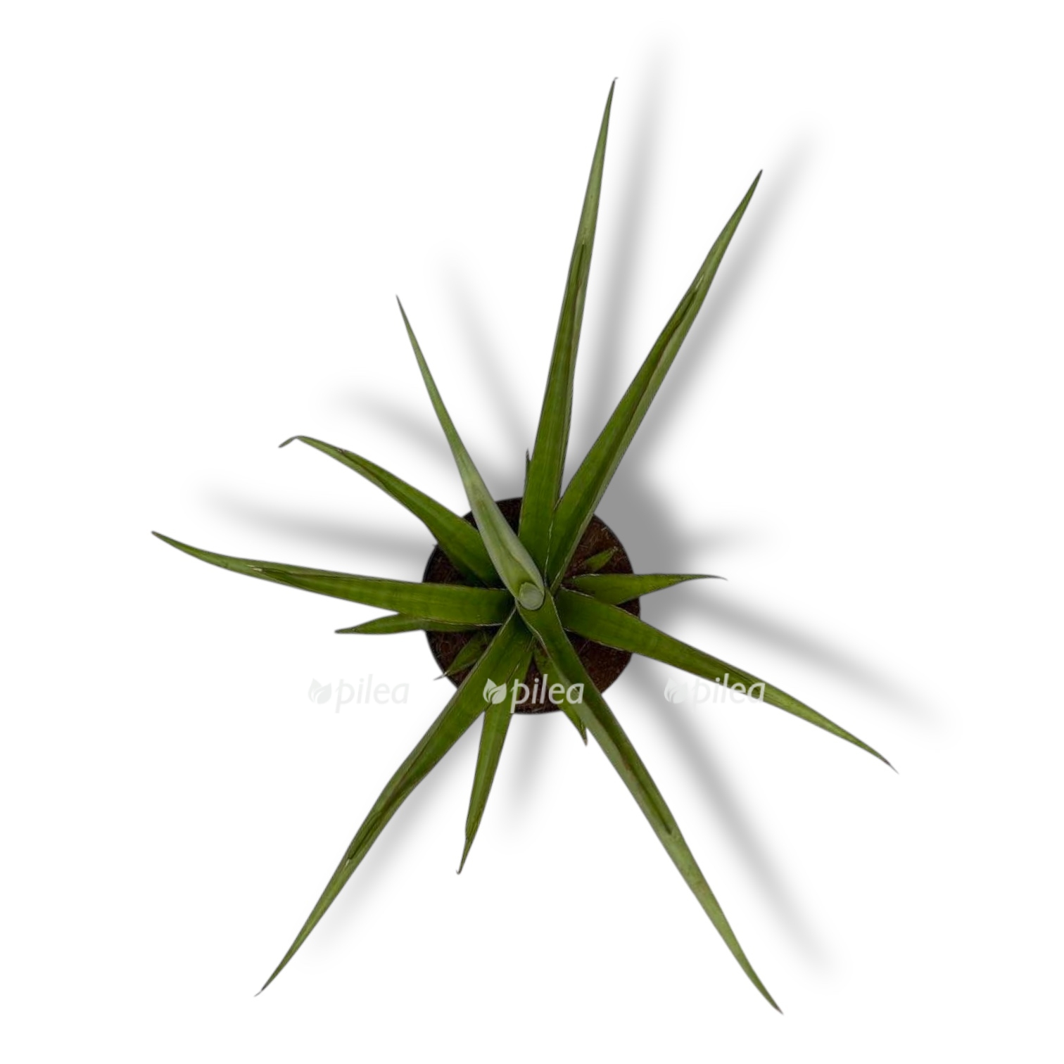 sansevieriya silver sureni