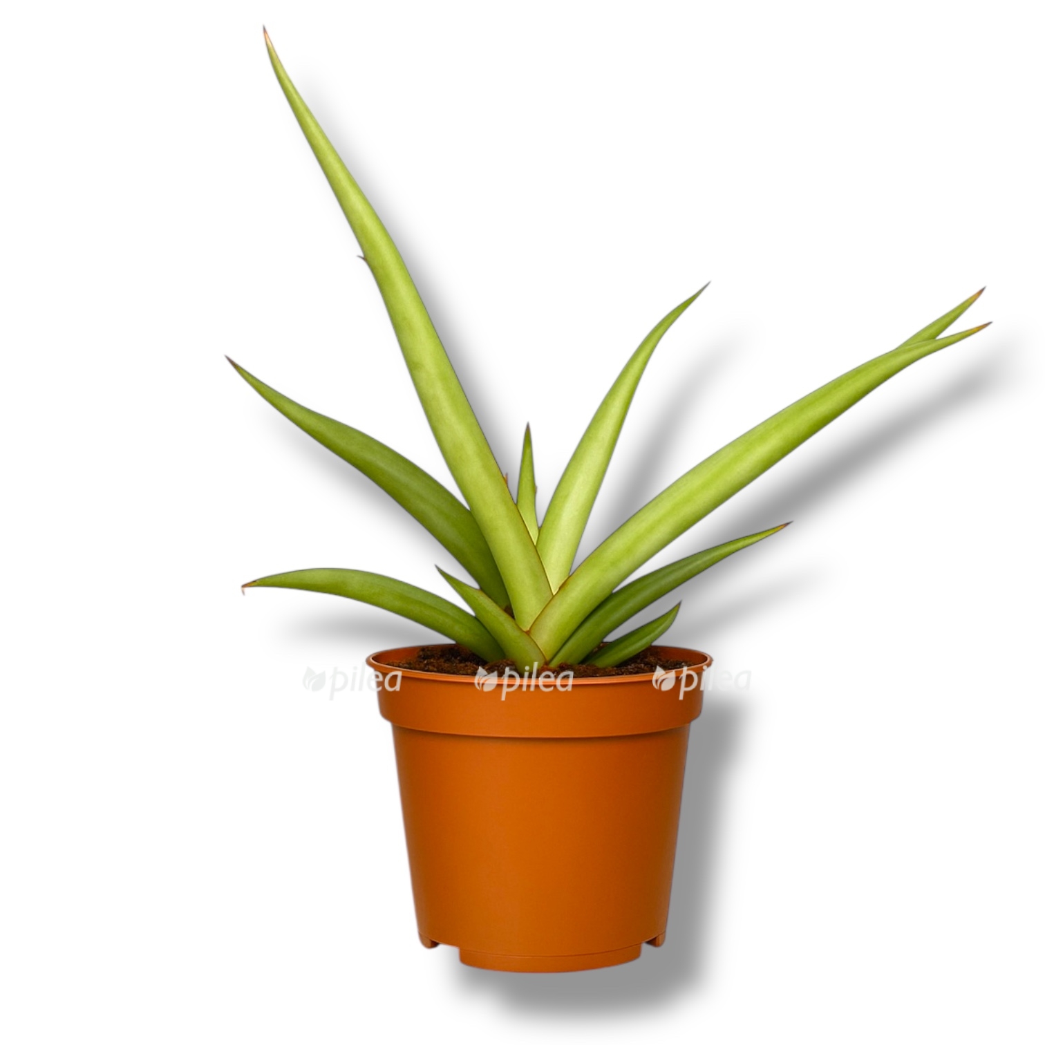 sansevieriya silver sureni 1 1