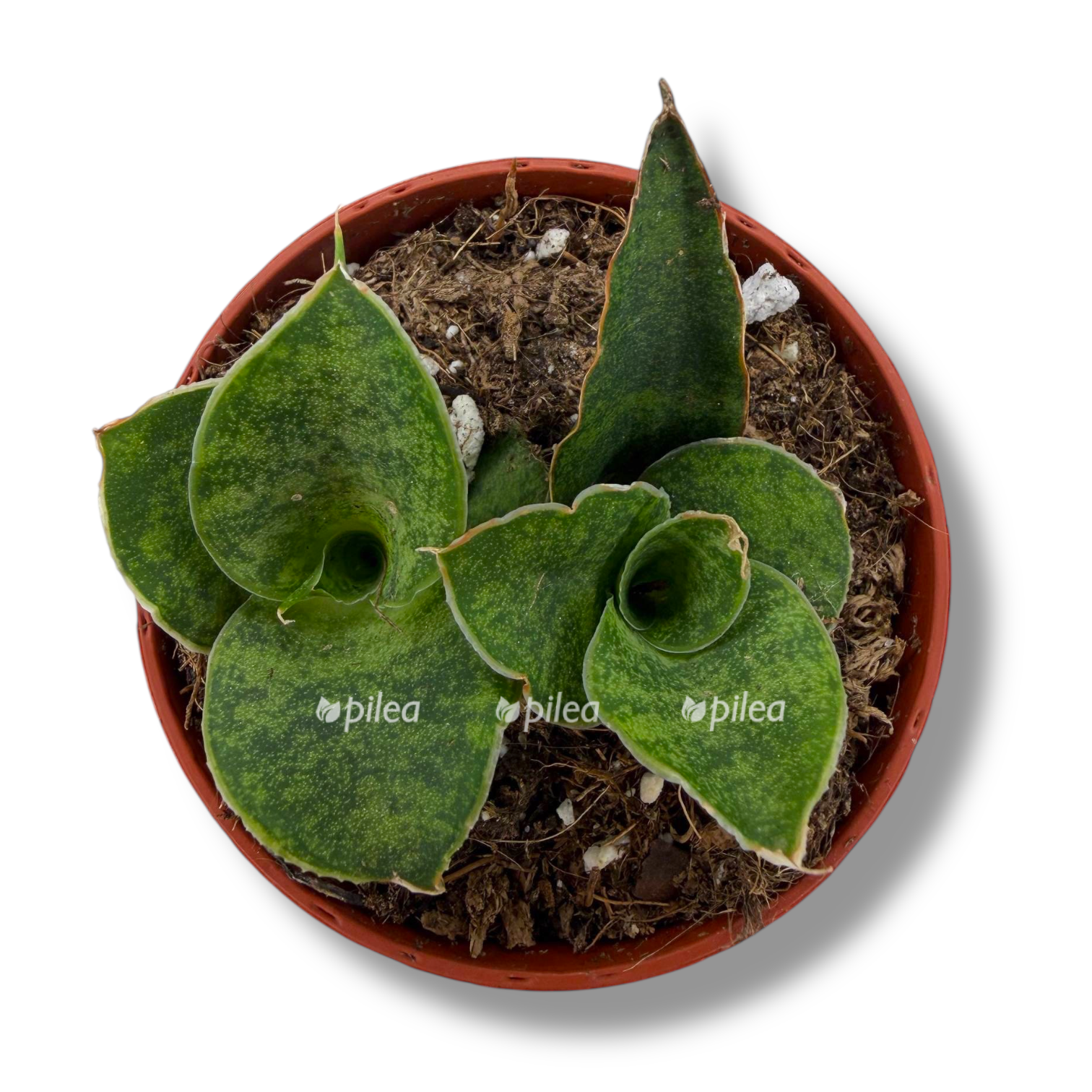 sansevieriya snouflejk