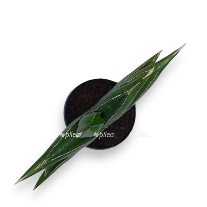 sansevieriya stajlish fan. e1698251764260