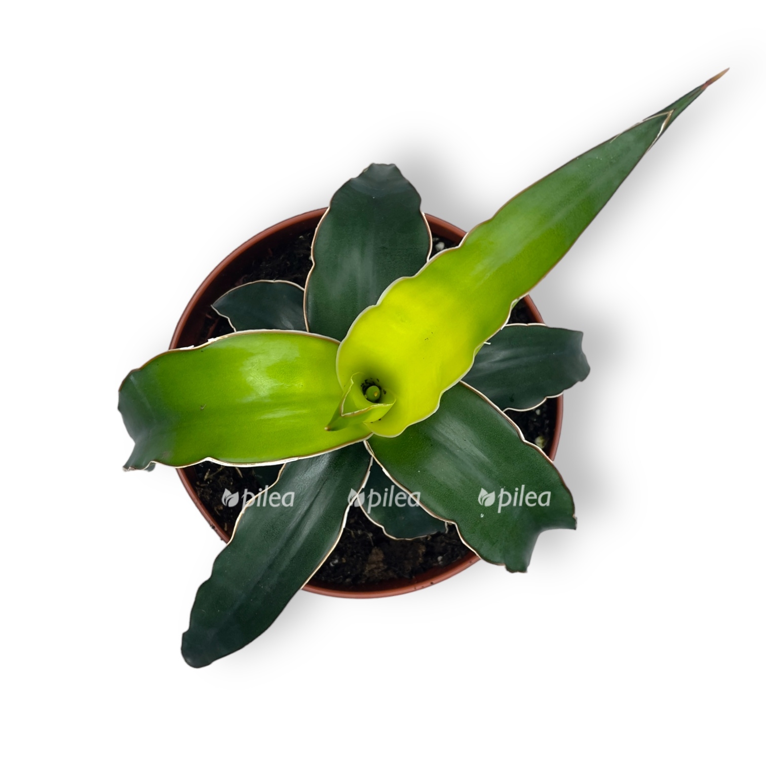 sansevieriya star canary