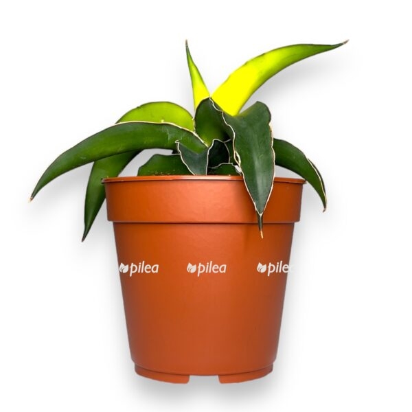 sansevieriya star canary zvyozdnaya kanarejka e1758209385132