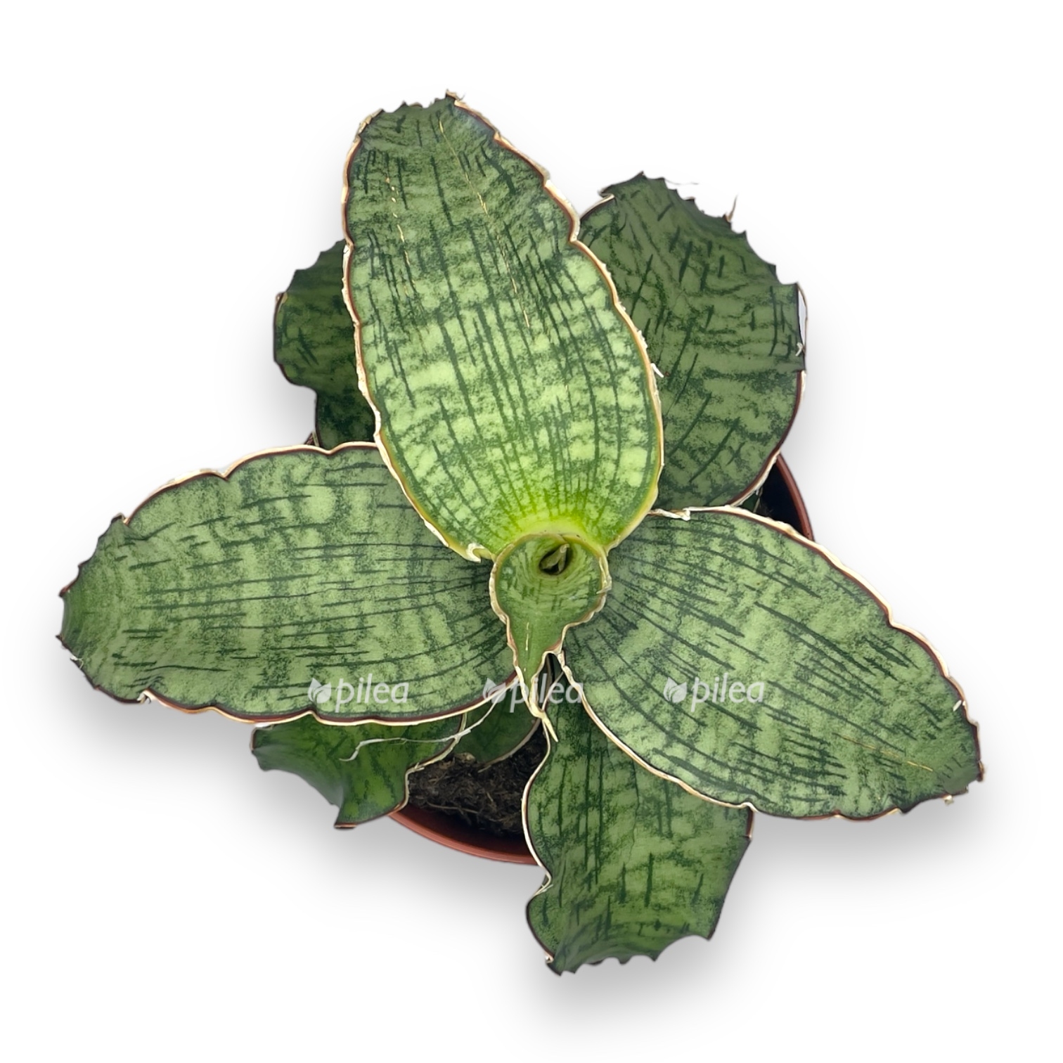 sansevieriya star grin granit 20 sm