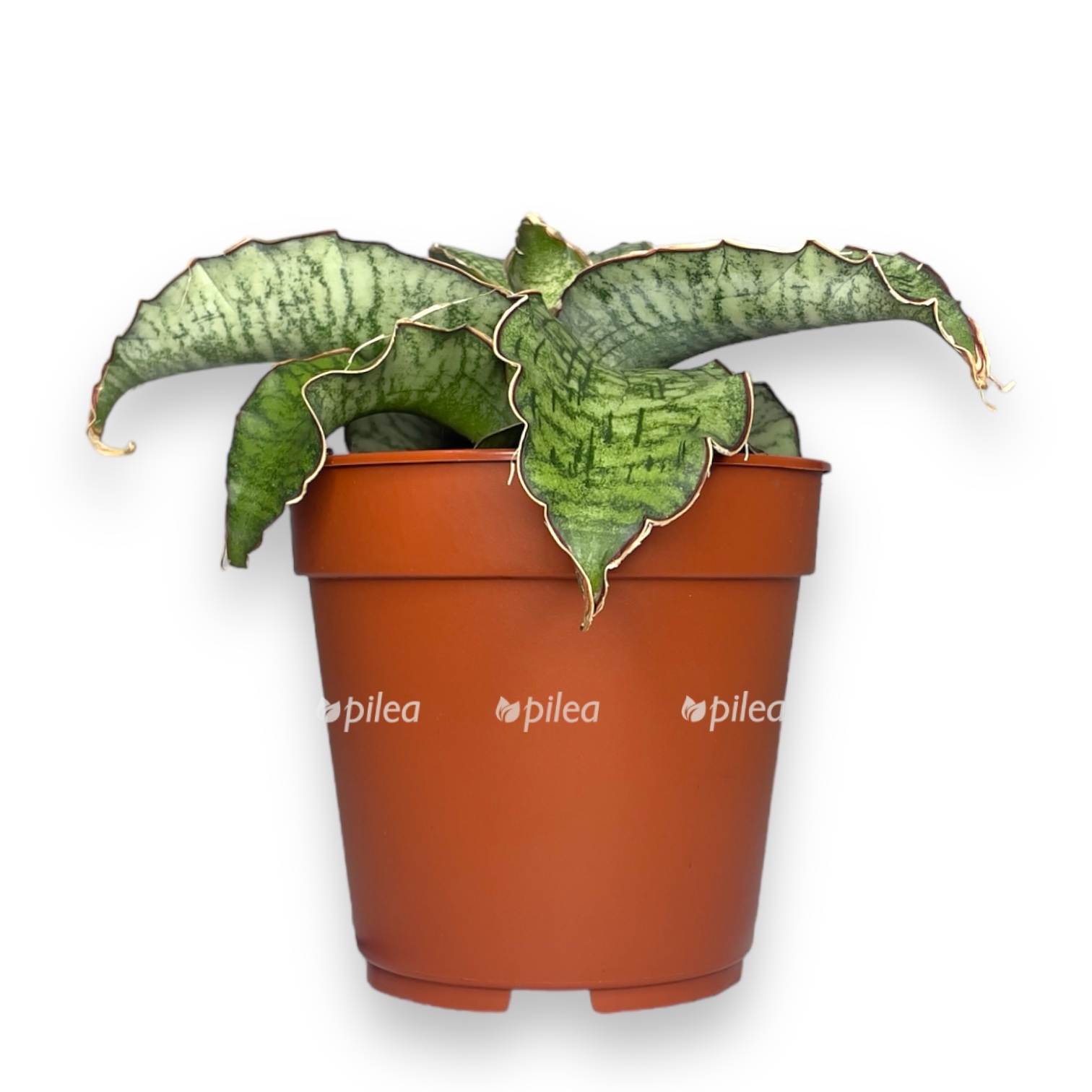 sansevieriya-star-grin-granit.jpg sansevieriya star grin granit