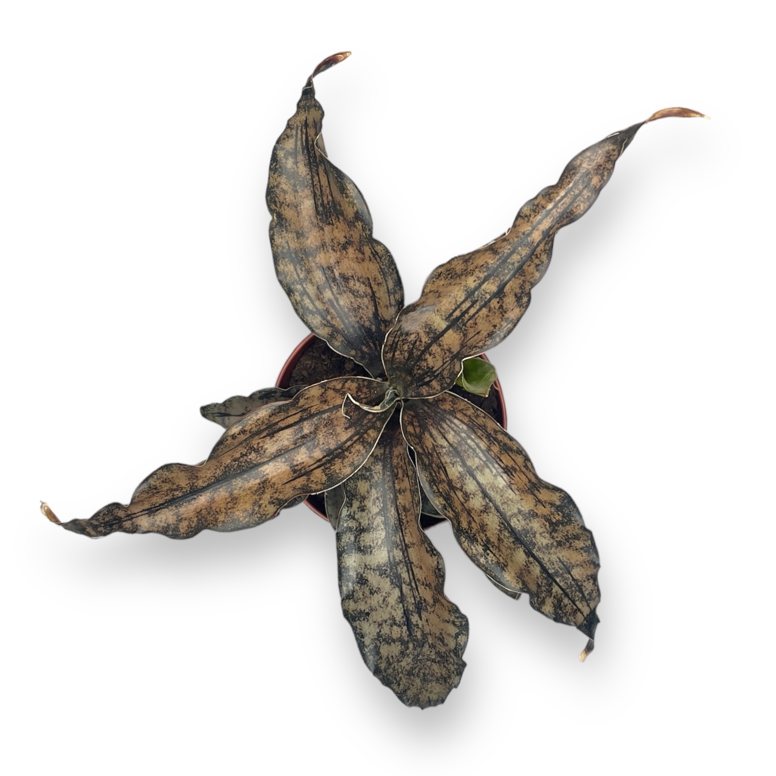 sansevieriya star kanon granit 2