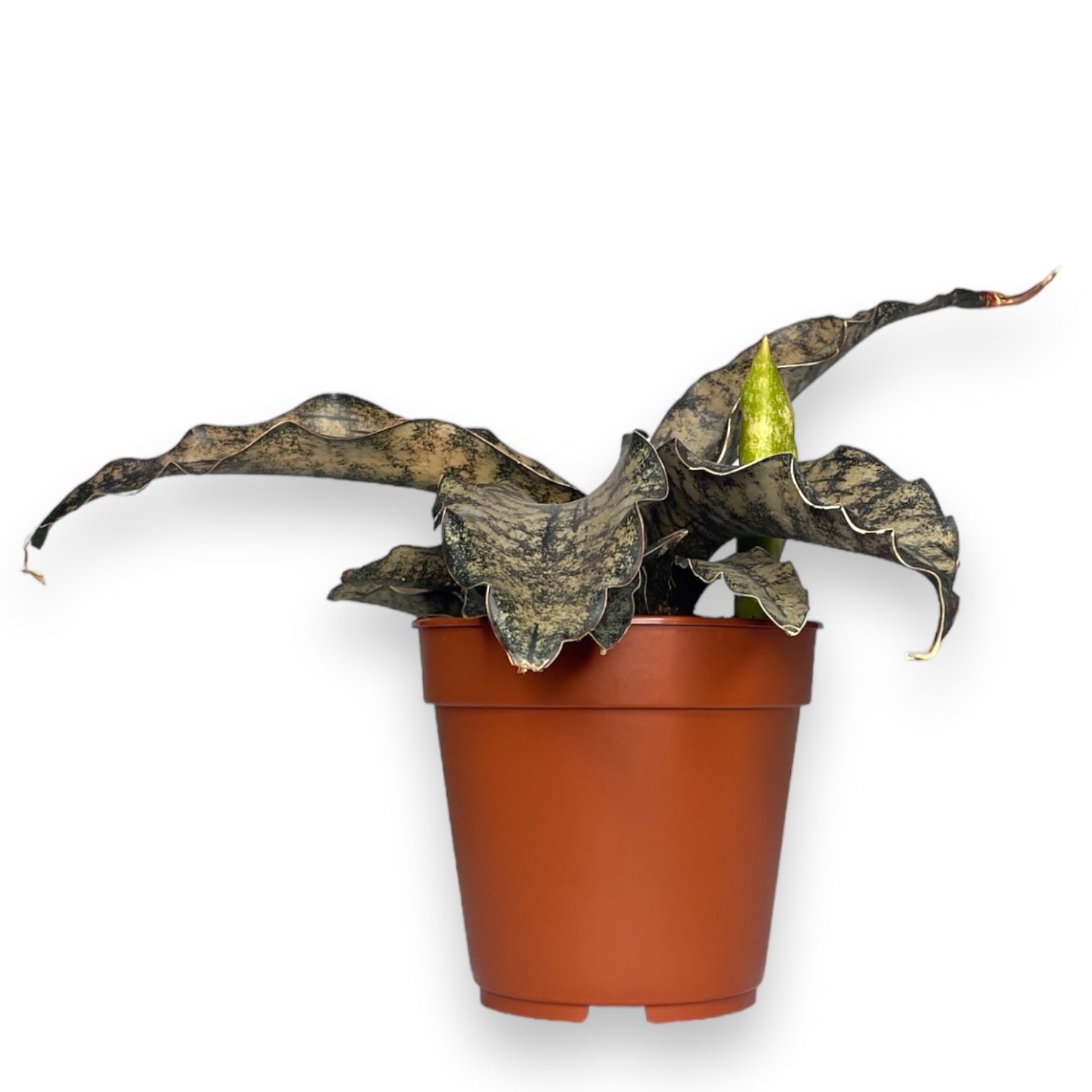 sansevieriya star kanon granit