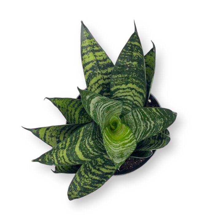 sansevieriya star ming grin marbl 12 20 e1699899107686