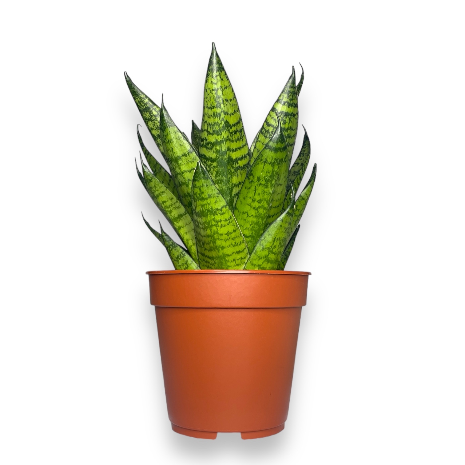 sansevieriya star ming grin marbl