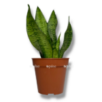 sansevieriya super grin e1754331734346