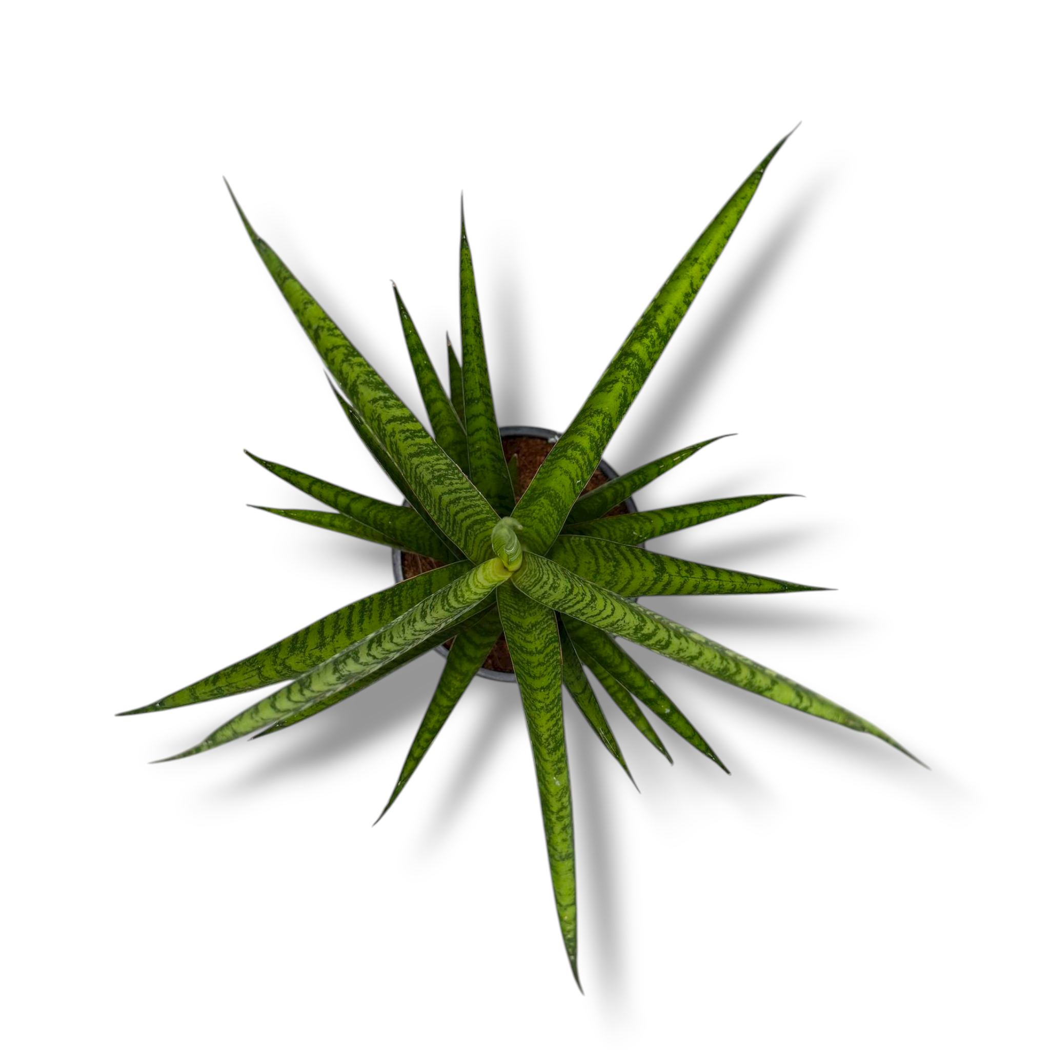 sansevieriya trifasciata pajnepl