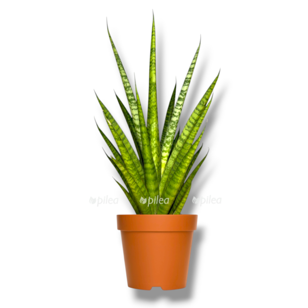 sansevieriya trifasciata pajnepl e1762846164892