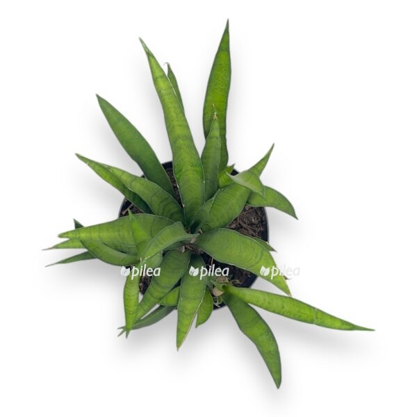 sansevieriya trifasciata tess e1728830613695