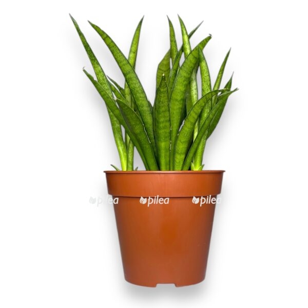 sansevieriya trifasciata tess e1728830621695