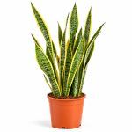 sansevieriya trifastsiata laurenti 1