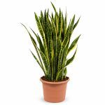 sansevieriya trifastsiata laurenti