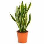 sansevieriya trifastsiata laurenti 2