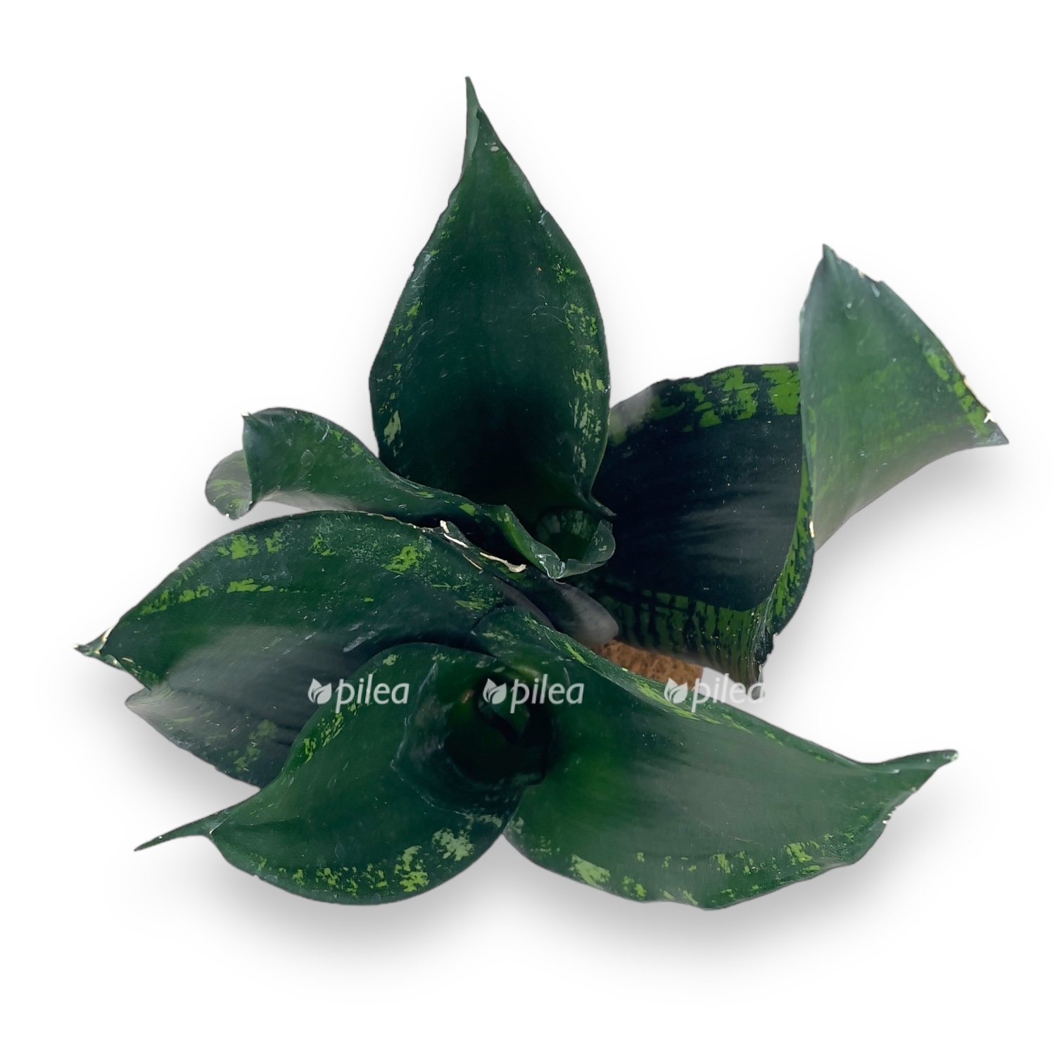 sansevieriya uitni silver flejm