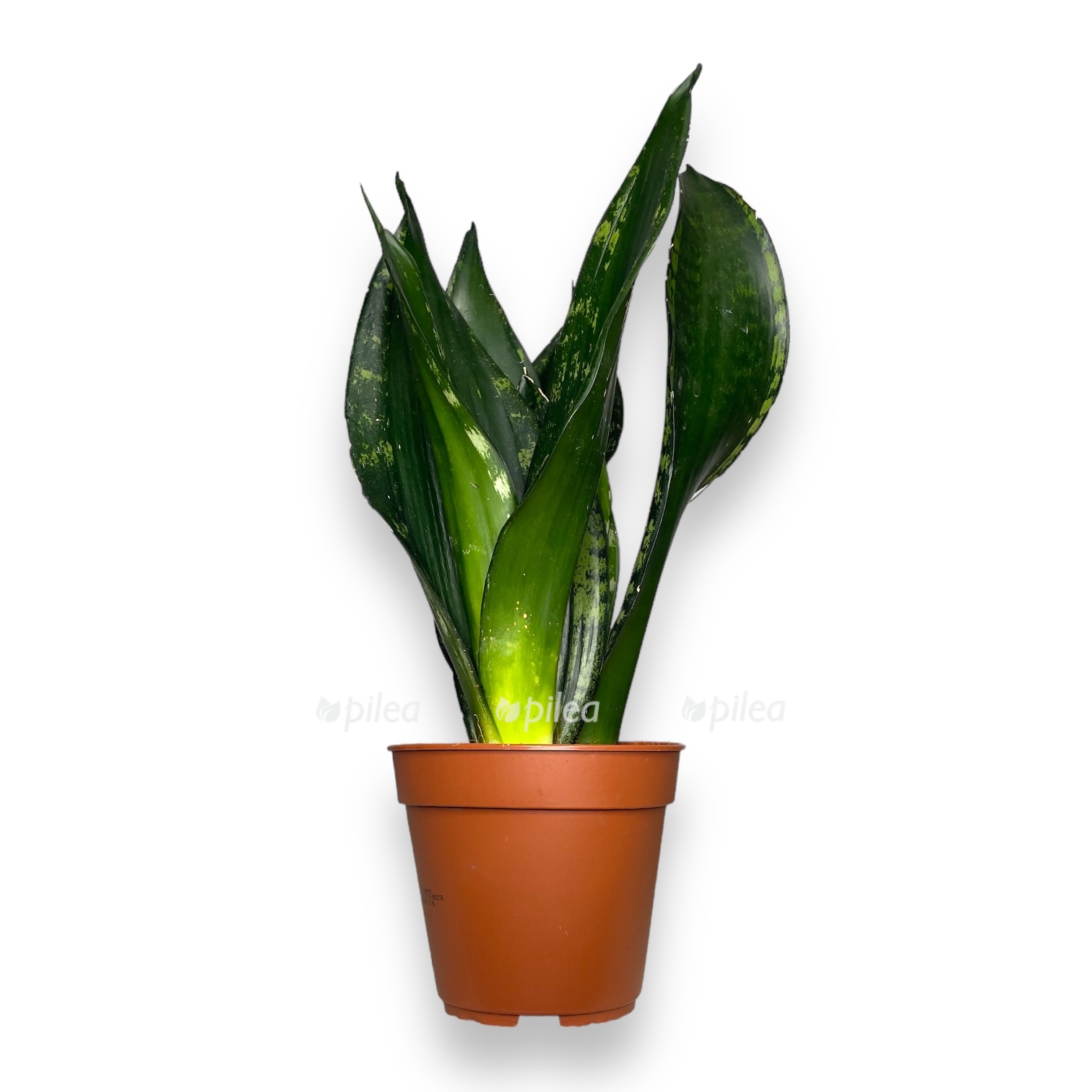 sansevieriya uitni silver flejm