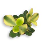 sansevieriya vajt ovata