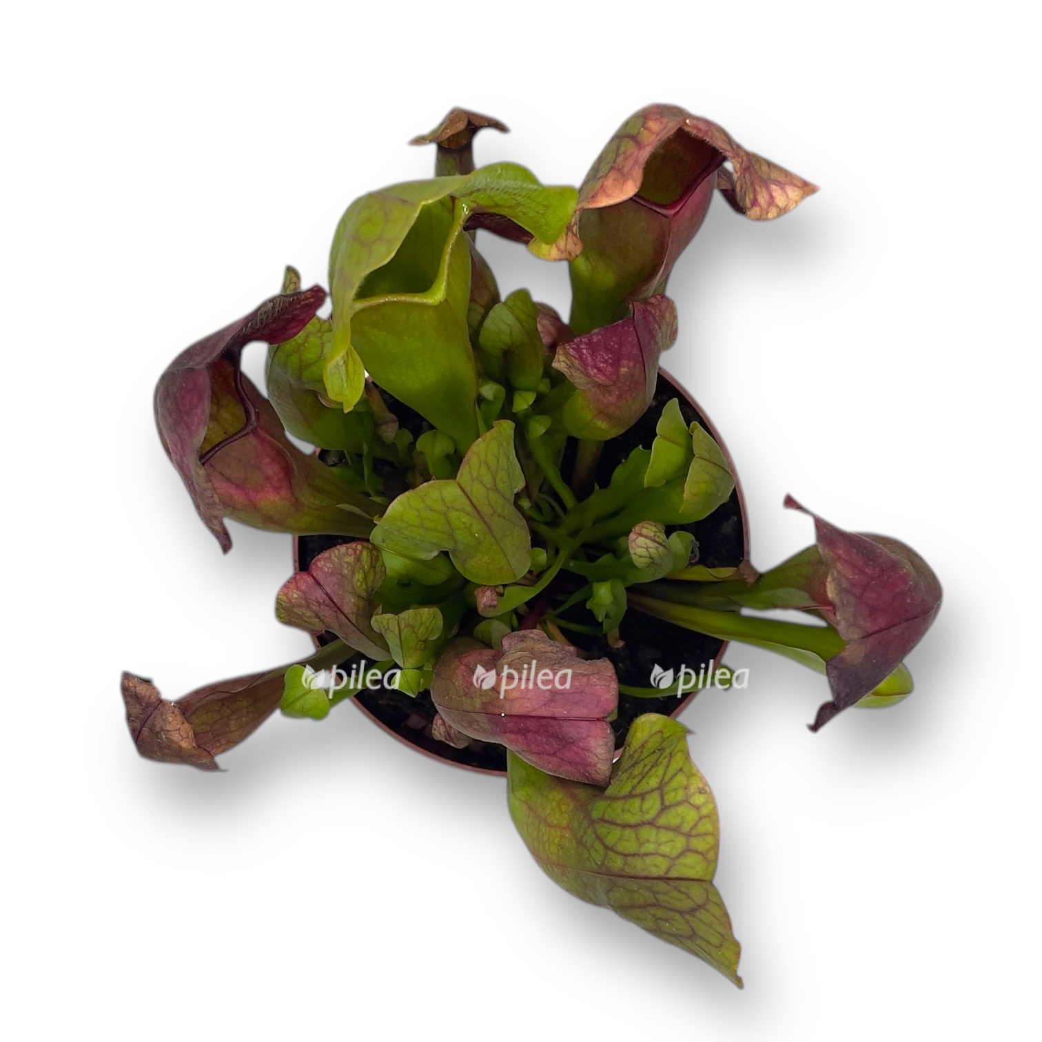 sarracenia-barba.jpeg sarracenia barba