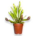 sarracenia scarlet belle