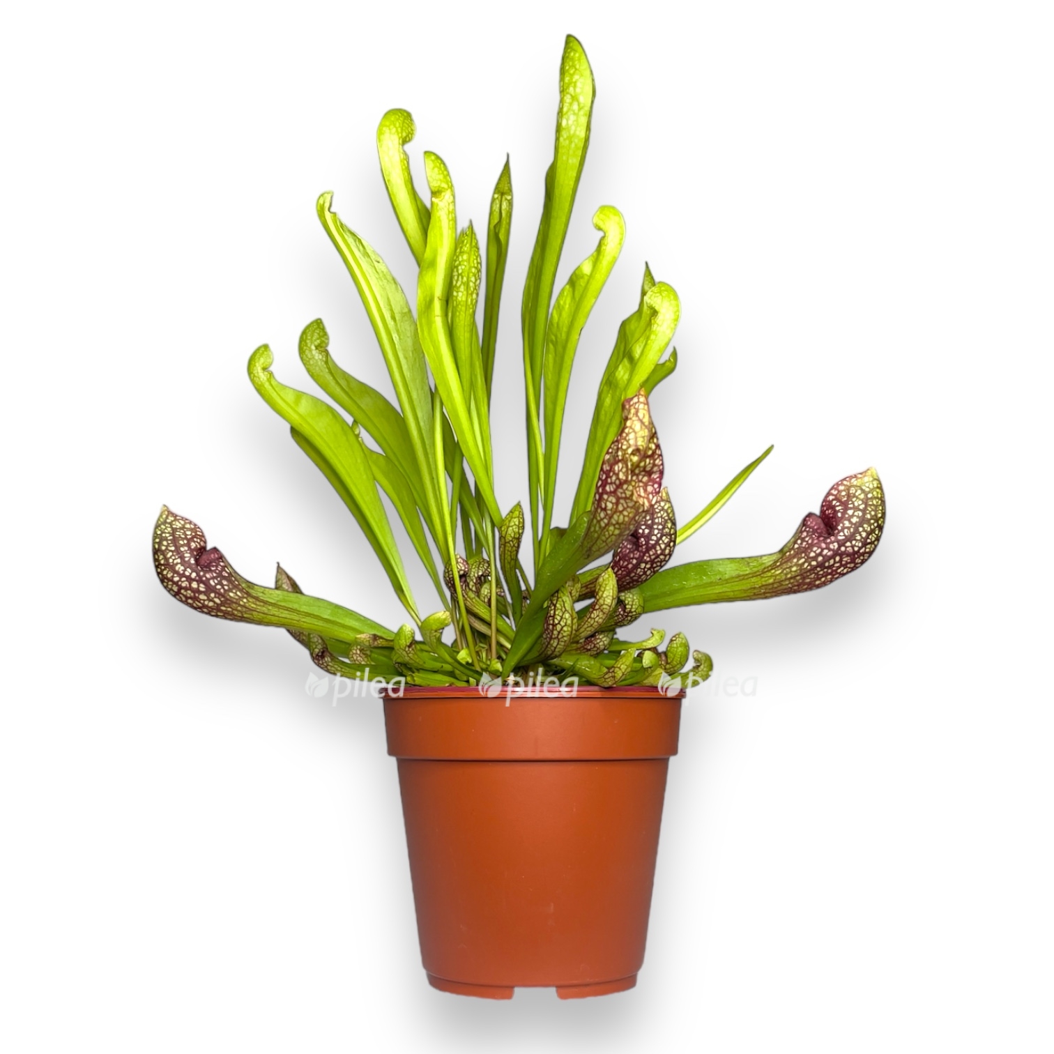 sarracenia scarlet belle