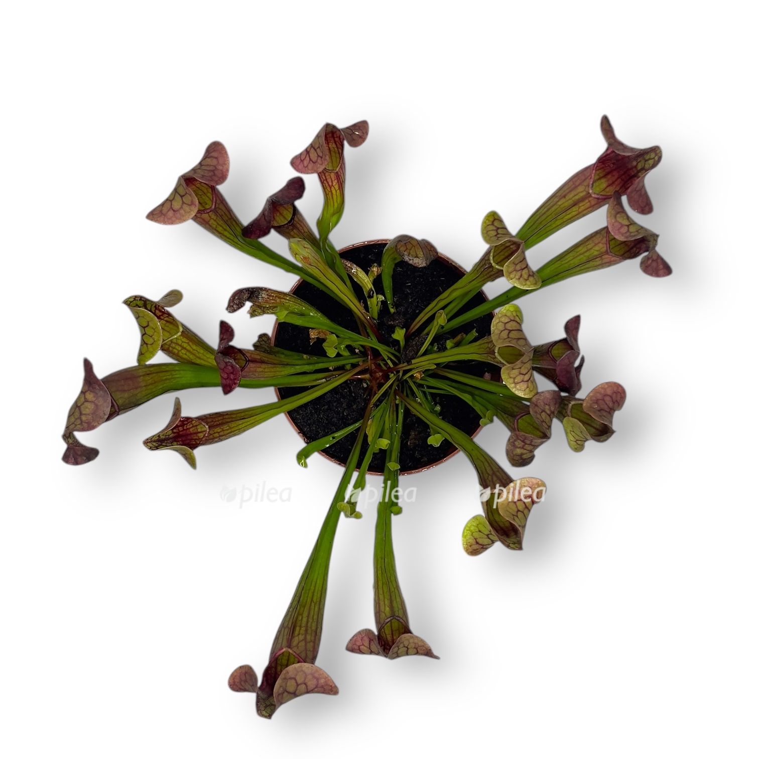 sarracenia-tess.jpeg sarracenia tess