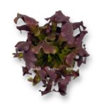 sarraceniya marun pink