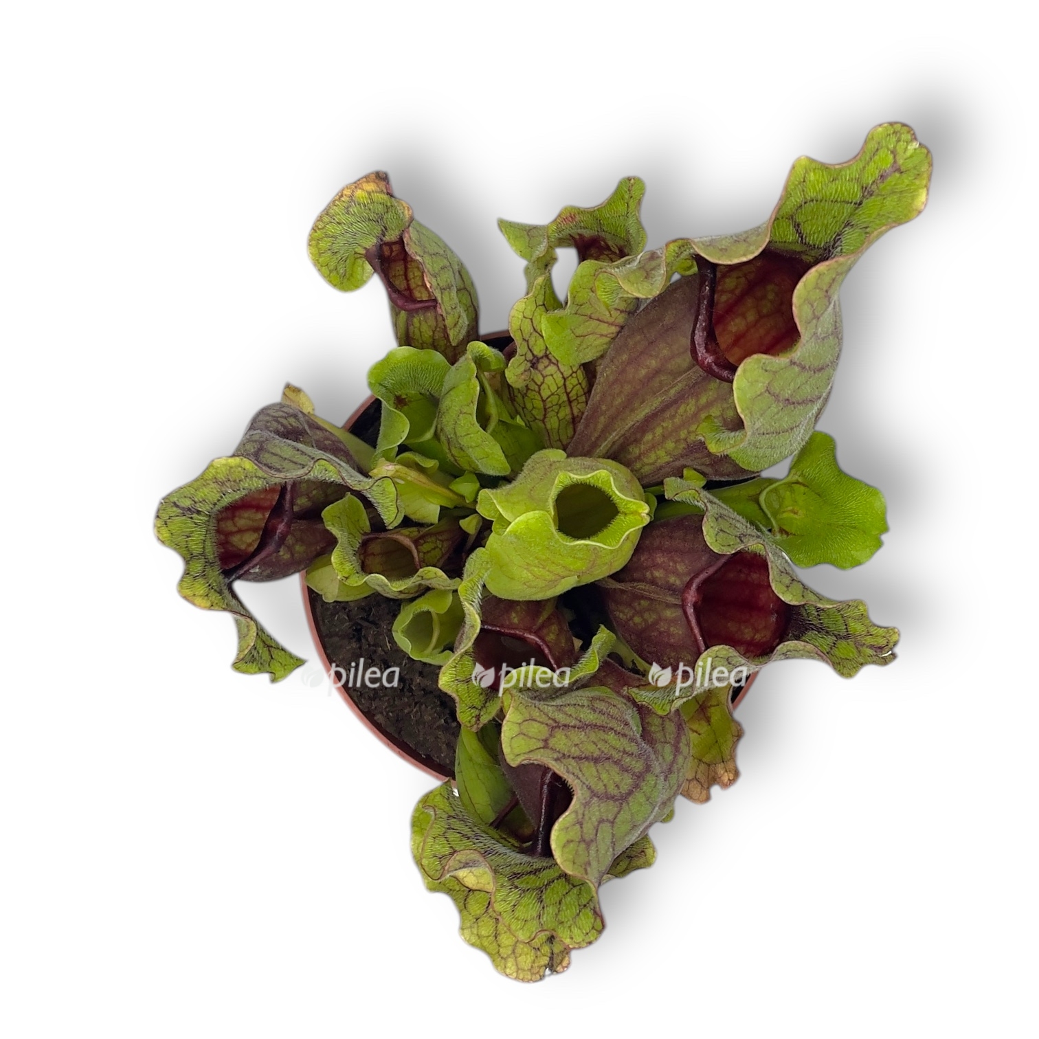 sarraceniya purpurnaya